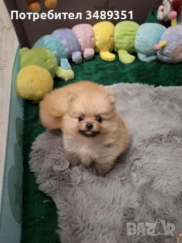 Померан ,померан , снимка 2 - Померан - 52408536