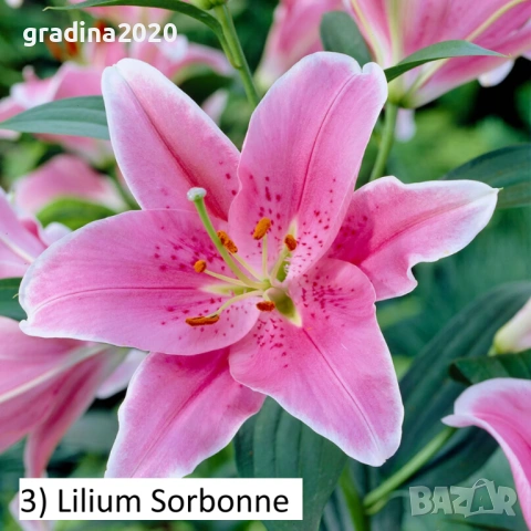 Луковици на Лилиум, снимка 3 - Разсади - 53058729