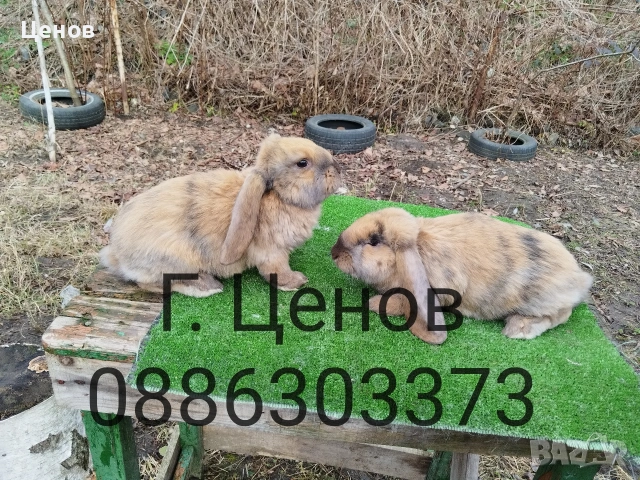 Продавам кочовати зайци., снимка 6 - Други животни - 53178167