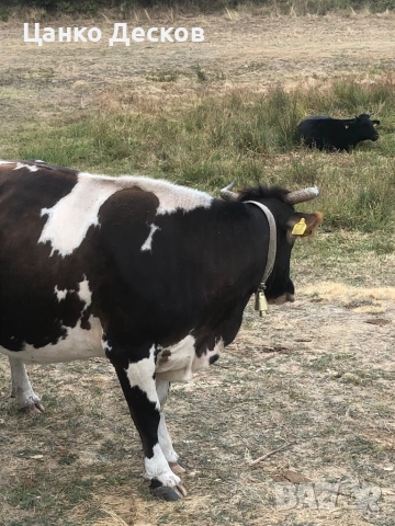 Стадо крави, снимка 5 - Крави - 51846249