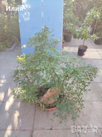 Бонсай заготовка тип гора от Бряст , снимка 8 - Градински цветя и растения - 51471172