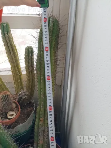 Кактуси Сан Педро, снимка 3 - Стайни растения - 47015953