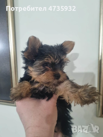 Мини Йоркшир момче и момиче!, снимка 2 - Йоркширски териер - 53453752