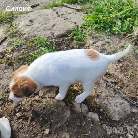 Кученца Джак Ръсел , снимка 4 - Джак ръсел териер - 52787646