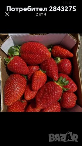 продавам разсад ягоди, снимка 1 - Сортови семена и луковици - 39922208