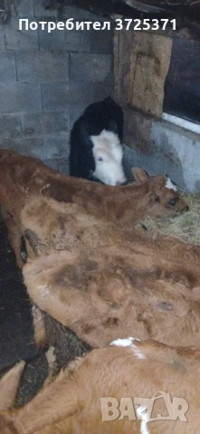 Продавам 8бр телета 