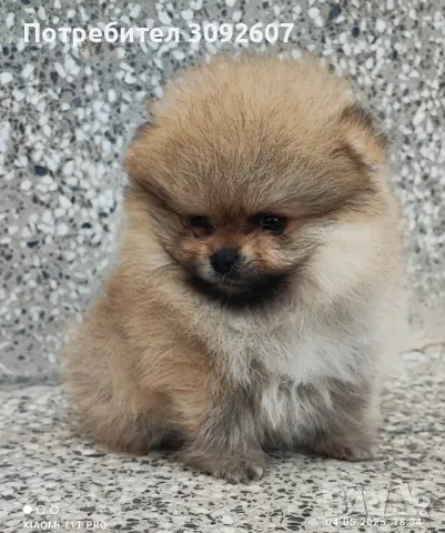 Померан момче 