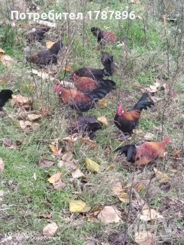 Продавам декоративни кокошки , снимка 3 - други­ - 52547741