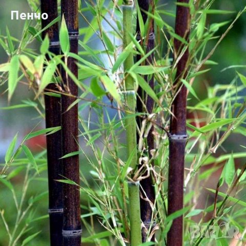 100 бр бамбукови семена от черен бамбук Black Bamboo растение декорация за двора и градината, снимка 13 - Стайни растения - 28091310