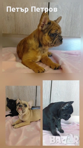 френски булдог -булдочета 