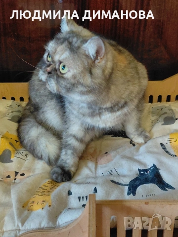 Персийско женско. , снимка 3 - Персийска - 53016773