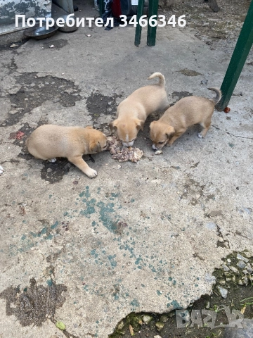 Продавам пинчерчета