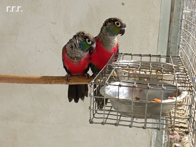 Двойка пирура перлата 