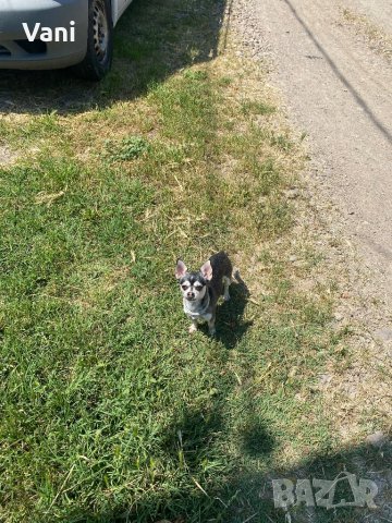 Чихуахуа за разплод , мини Чихуахуа, снимка 14 - Чихуахуа - 38398987