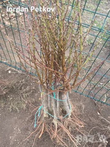 Мини дървета, снимка 3 - Градински цветя и растения - 48094248