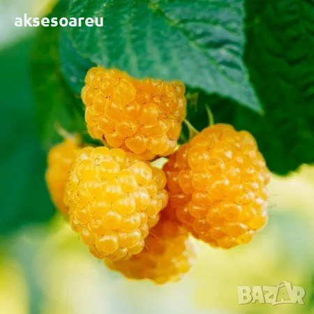 20 качествени Семена от Британска Есенна Златна Малина Златни наситени Сладки Малини от Колумбия, снимка 3 - Сортови семена и луковици - 50221087