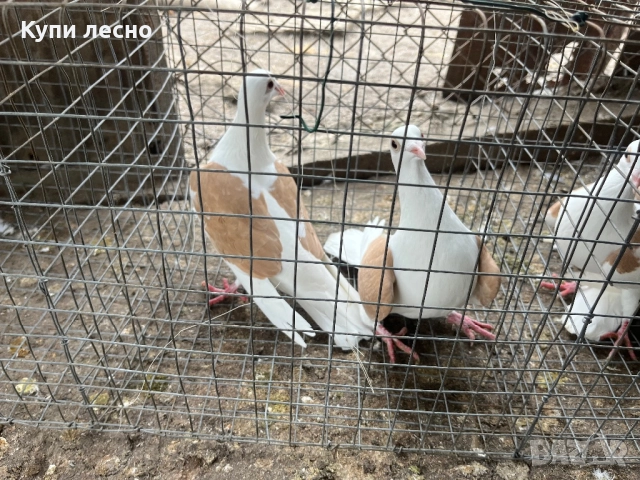 Пощи на капак гълъби 