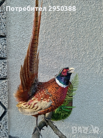 ПРЕПАРИРАН МЪЖКИ ФАЗАН 