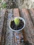 Малки кактуси 