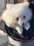 Померан, снимка 3