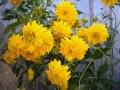 Рудбекия-кичеста, снимка 1 - Градински цветя и растения - 39795443