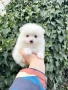 Померан мини момче. Померанче, снимка 3