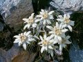 Еделвайс, снимка 1 - Градински цветя и растения - 28181049