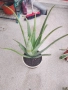 продавам 3 годишно алое Вера , снимка 1