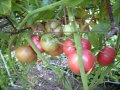 Разсад и семена от домат- тъмно червен  от Крим., снимка 5