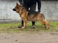 Немско Овчарско Куче Мъжки, снимка 3