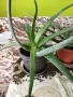 Алое лечебно растение, снимка 1