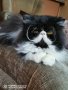 2бр котета екзотична късокосместа персийка на 4-5месеца , снимка 1 - Персийска - 38983490