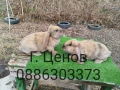 Продавам кочовати зайци., снимка 6