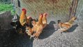 Джинки отлично гледани, снимка 1 - Кокошки и пуйки - 44222860