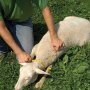 Скоби за обездвижване на овце и кози, снимка 3