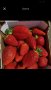 продавам разсад ягоди, снимка 1