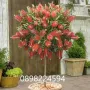 Калистемон (Callistemon citrinus) Размер 60-80см, снимка 1
