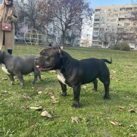 Американско Були Покет за РАЗПЛОД - АБКЦ / American Bully Pocket Open for Stud - ABKC, снимка 11 - Други - 35341335