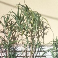 Aloe arborescens -Дървовидно алое 4 годишно, снимка 2 - Стайни растения - 37710690