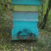  Чист истински  пчелен мед на едро и дребно в София!, снимка 3 - Пчелни продукти - 4481491