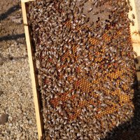 Пчелен мед от Еленския балкан 2023, снимка 10 - Пчелни продукти - 30567850