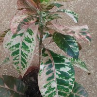  Кротони с красиво обагрени листа, снимка 5 - Стайни растения - 20844994