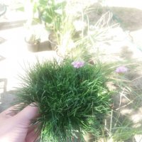 Армерия вечнозелена , снимка 6 - Градински цветя и растения - 27586418