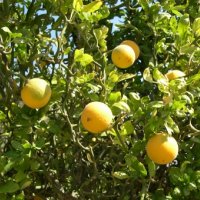 Семена от трилистен лимон, снимка 1 - Сортови семена и луковици - 43155723