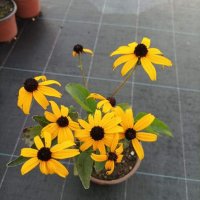 Рудбекия, студоустойчива, снимка 8 - Градински цветя и растения - 39435238