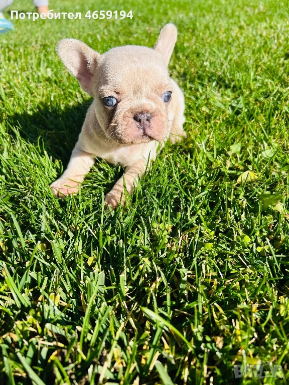 Френски Булдог, снимка 1