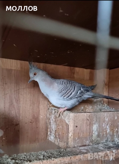  Австралийски качулати , снимка 1