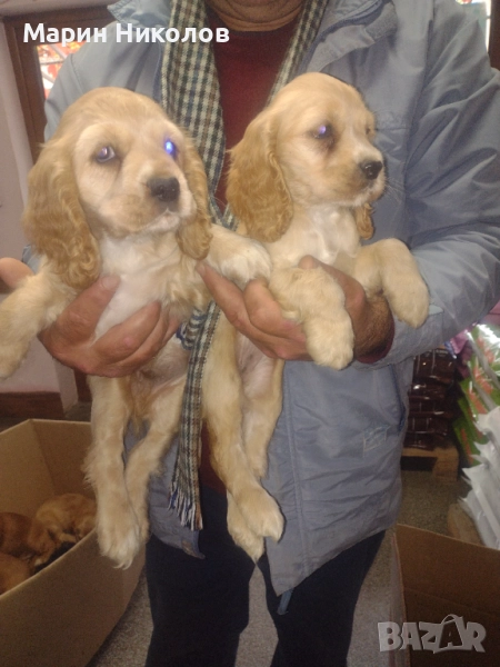  Американски кокер шпаньол , снимка 1