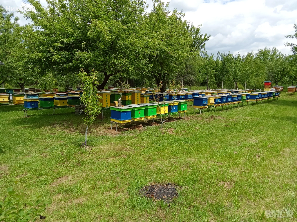 Отводки 2026г, снимка 1