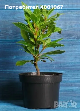 красиво дафиново дръвче., снимка 1